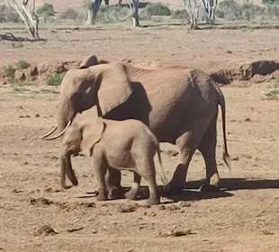 Elefanten am Wasserloch