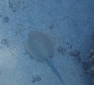 Schnorcheln Abu Dabbab