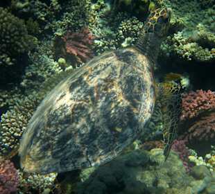 Schildkröte am Hausriff