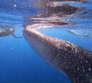 Schnorcheln Abu Soma