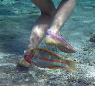 Fisch hat's schwer mit uns Menschen!