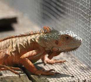 Wunderschöne sehr große Echse