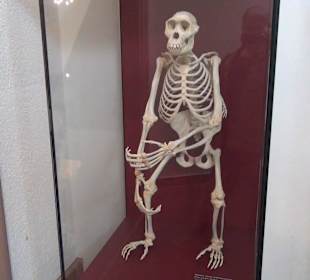 Entwicklung der Menschen