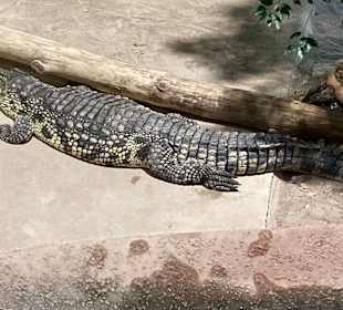 Meeresaquarium