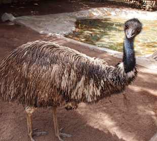 Tiere des Palmitos Parks