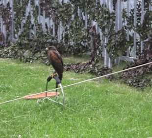 Burgruine Hohenneuffen
