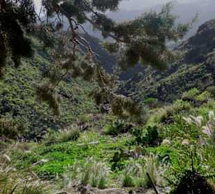 Blick ins grüne Tal