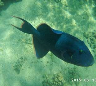 Hausriff Lieblingsfisch