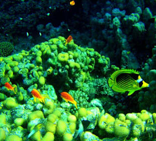 Tabakfalterfisch & Juwelenfahnenbarsche, Hausriff Dreams Bea