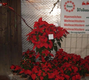 Weihnachtssterne in der Gärtnerei