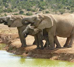 Elefanten am Wasserloch