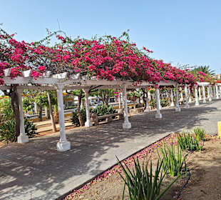 Stadtrundgang Playa del Ingles