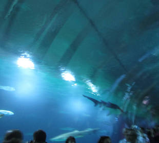 Aquarium / Oceanongrafic