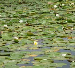 Seerosen auf der Treene
