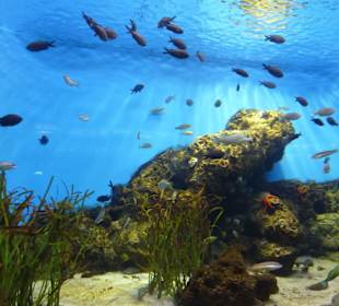 Seesterne und viele Fische