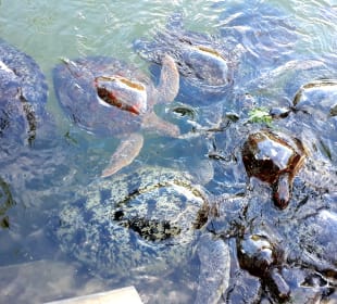 Mnarani Marine Schildkröten Conservation