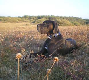 Dünen und Hinterland