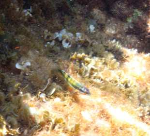 Šnorchlování v oblasti Kalithea