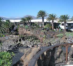 Pflanzen im Jameo Grande und Vulkanlandschaft