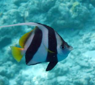Gemeiner Wimpelfisch