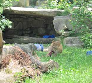 Löwenfütterung um 13.45