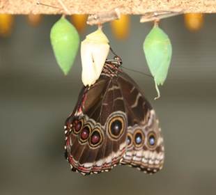 Schmetterling schlüpft gerade