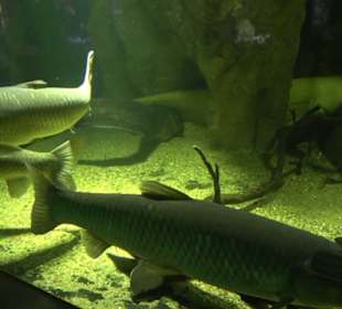 Aquarium