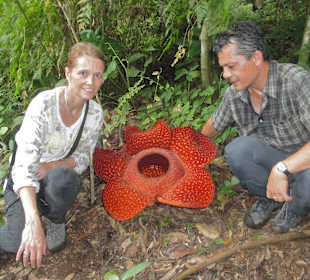 Blühende Rafflesia in Westsumatra.
