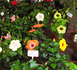 Blumenmarkt Altstadt