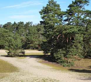 Rundgang durch die Verdener Dünen
