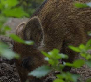 Naturwildpark Granat