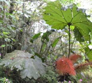 "Regenschirm des armen Mannes"