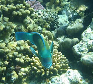 Poisson