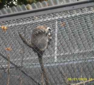 Urokliwe krakowskie ZOO.