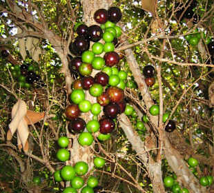 Exotik im Fruchtgarten