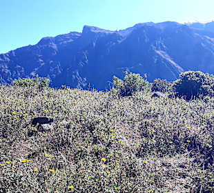 Colca-Canyon