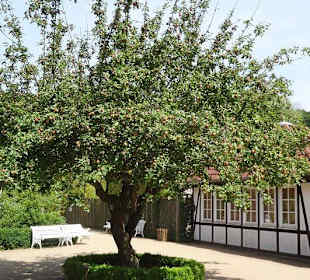 Obstbaum im Außengelände
