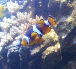 Anemonenfisch