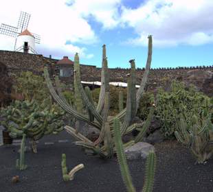 Jardin de Cactus