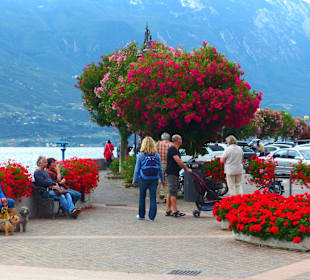 Limone - Stadt des Oleanders