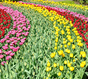 Парк Кекенхоф в Голандии