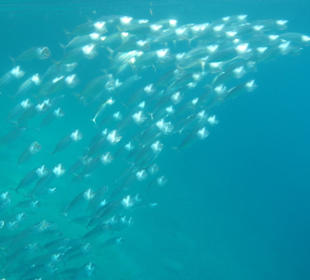 Hausriff vom Hotel Arabia Azur Beach Resort