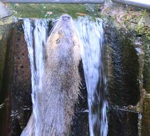 Beim baden