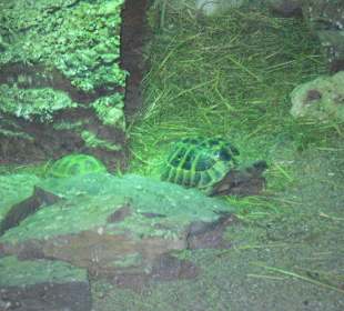 Schildkröten