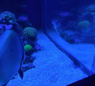 Palma Aquarium