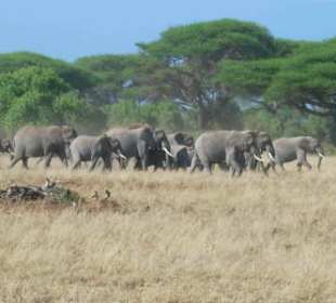 Elefanten im Amboseli