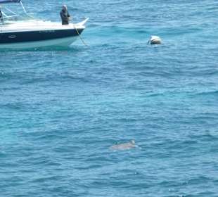 Auch eine Schildkröte bekamen wir zu sehen