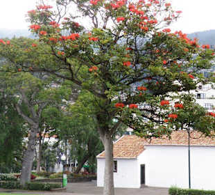 Afrikanischer Tulpenbaum