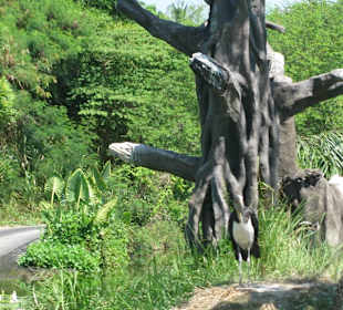 В зоопарке Бали