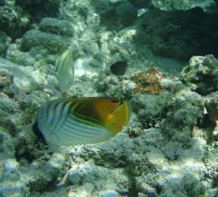 Fähnchenfalterfisch